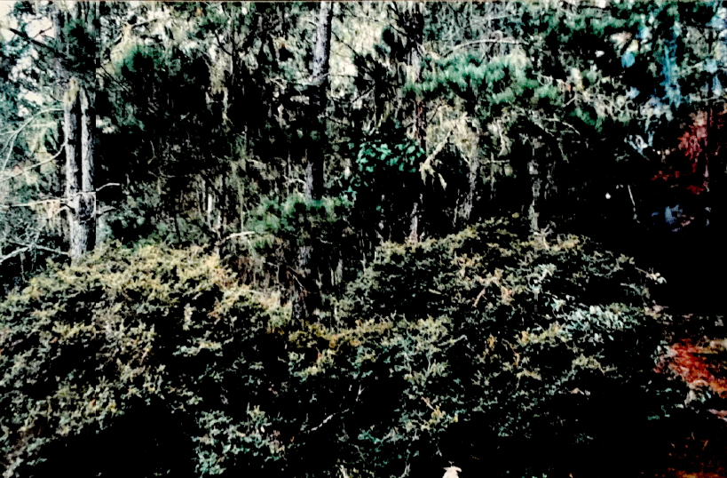 A forest with many plants