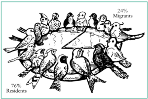 A pie chart with bird illustrations. 24% migrants and 76% residents.