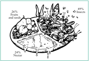 A pie chart with illustration of nectar, fruit, and insects. 24% nectar, 36% fruit and seeds, and 49% insects.