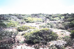 Image of a dry forest