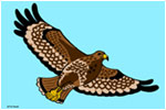 Cartoon hawk
