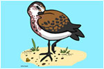Cartton shorebird