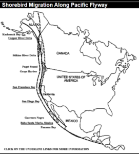 Map with a shorebird path