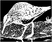 Shorebird eating