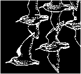 flock flying