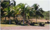 Palm trees on a beach
