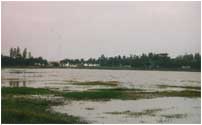 Wetland environment