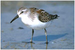 Shorebird