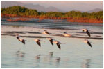 Shorebirds flying over water
