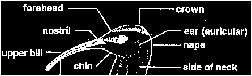 morphology of a shorebird
