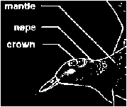 morphology of a shore bird