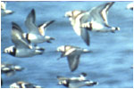 Shorebirds flying over water