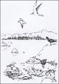 Drawing of rocky intertidal landscape
