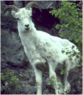 Sheep on a mountain