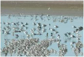 Birds on a ocean front