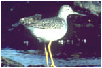 Shorebird 