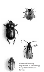 four different beetles