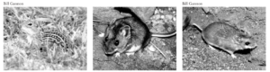 Three rodents