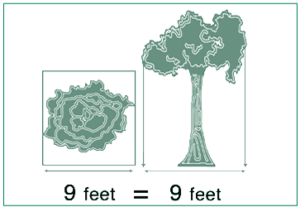 A graphic showing a tree and its crown and the relationship with tree cover. 
