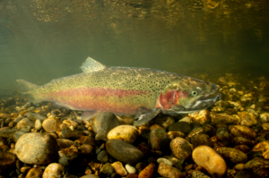A trout in a freshwater stream