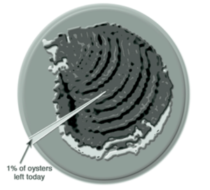 A pie chart showing the decrease in oysters with a picture of an oyster