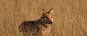 A Mexican wolf in tall grass