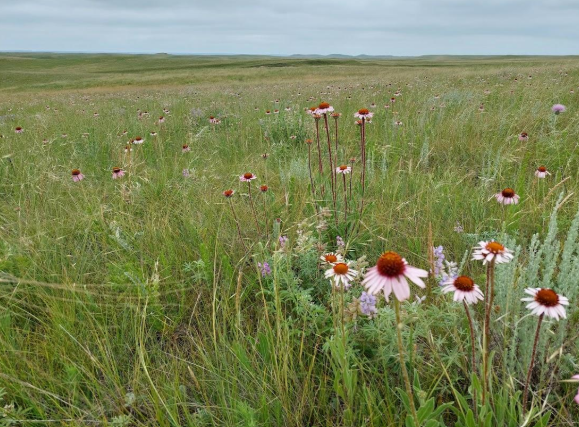 Grasslands with tall grasses and flowers