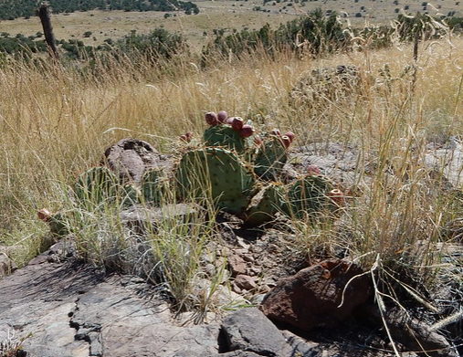 Cactus and other arid plants