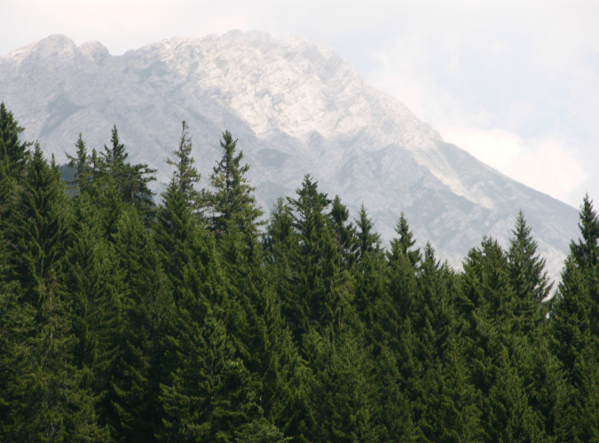Coniferous tree with mountains in the background