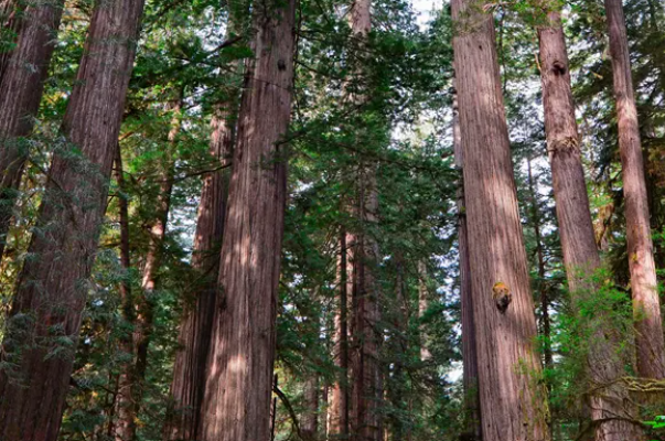 Redwood trees