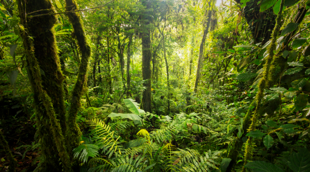 A forested area with many trees and other plants on the forest floor