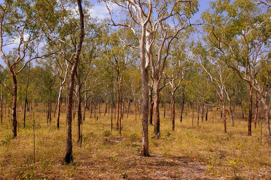 Scattered small trees