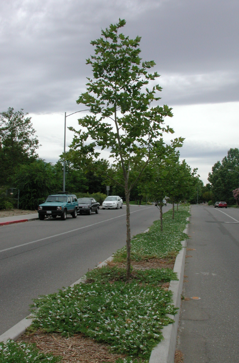 Trees planted in the median between two roads