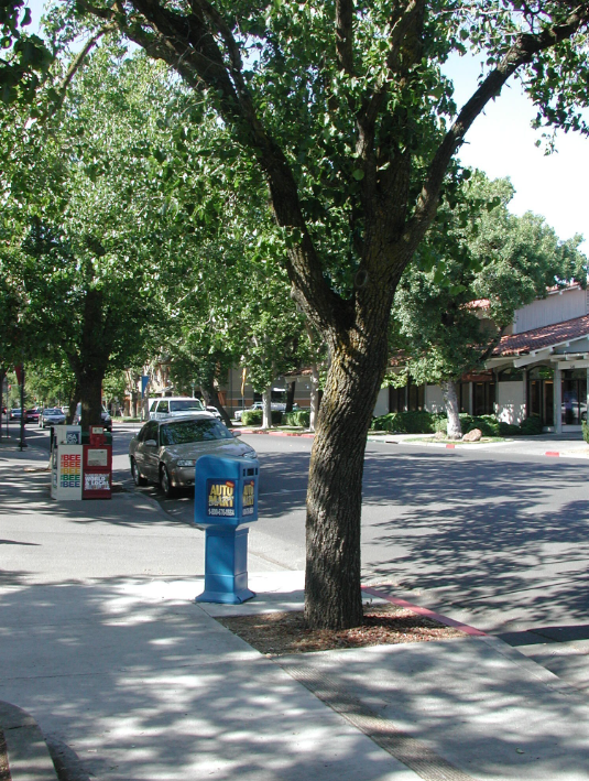 A street tree planted where the sidewalk as been cutout