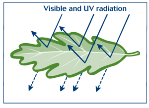 Graphic of a leaf showing how it reflects UV radiation