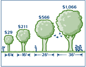 A graphic with differentsize treees and the average value increases as the tree grows
