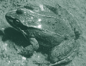 Columbia spotted frog