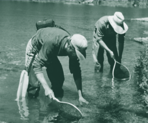 Scientist using nets in a lake looking for frogs