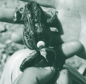 Scientist placing a transmitter on a female frog