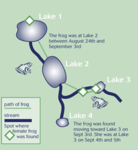 A illustration of a migration pattern on a stream from one lake to another