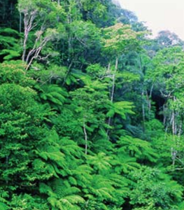 Forested area