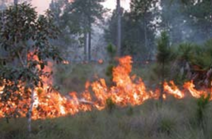 Fire in a forest