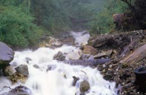 A forested area with a heavily flowing stream in a rocky bed