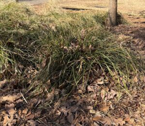 A plant in the ground surrounded by leaves