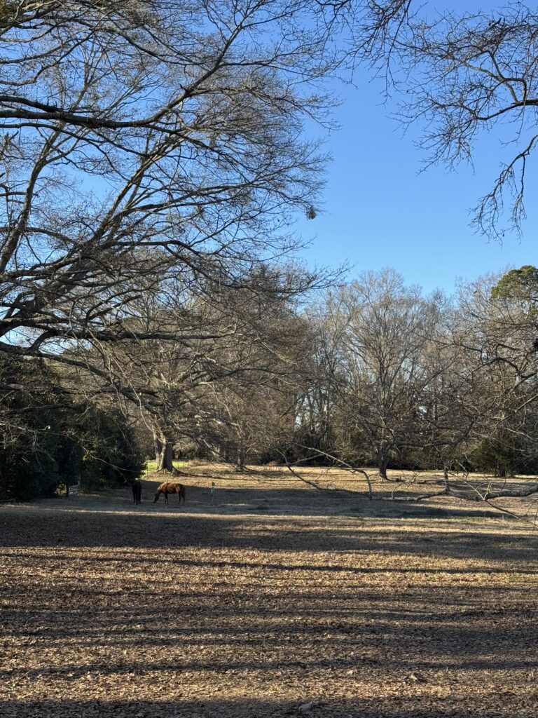 An open field with horses