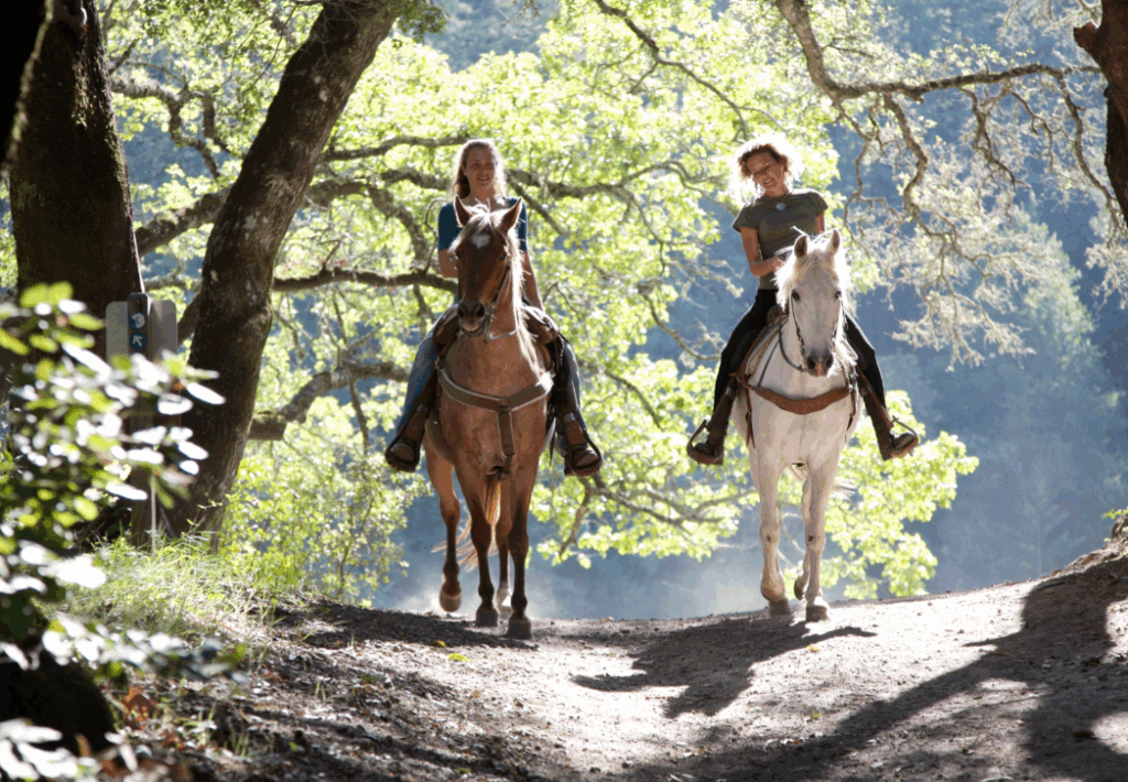 People horseback riding on a trail