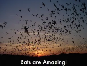Bats flying in the sky