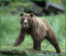 Brown Bear