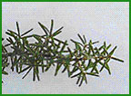 Mountani Hemlock