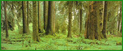 Olympic National Forest